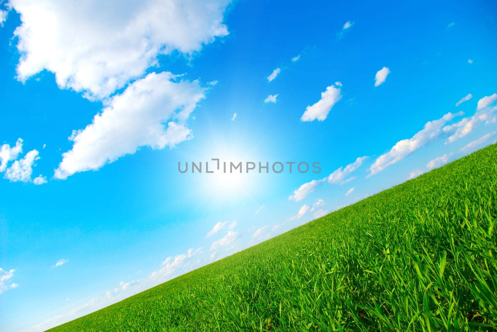 field on a background of the blue sky