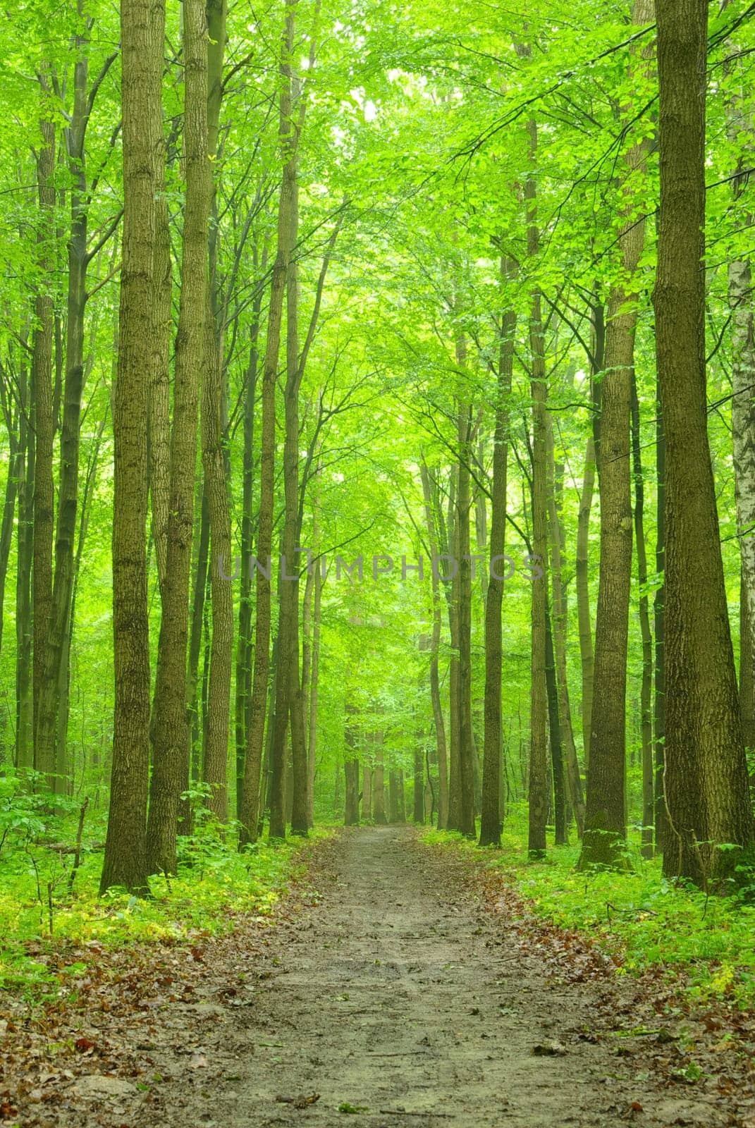 Sunny summer day in green forest