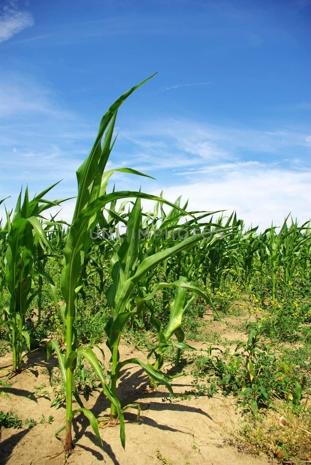 Leaves of green corn on a background sky