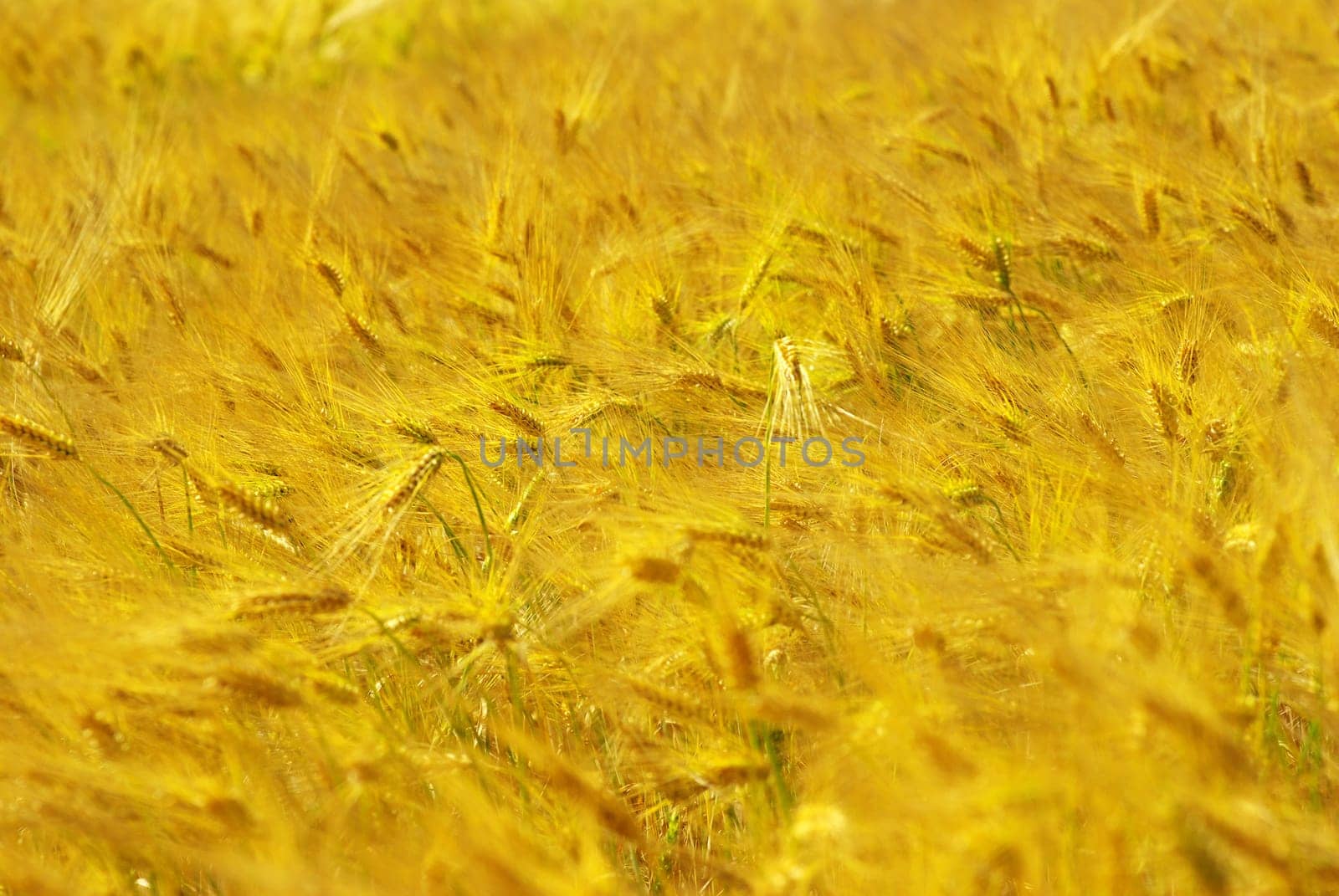 Yellow grain ready for harvest growing in a farm field