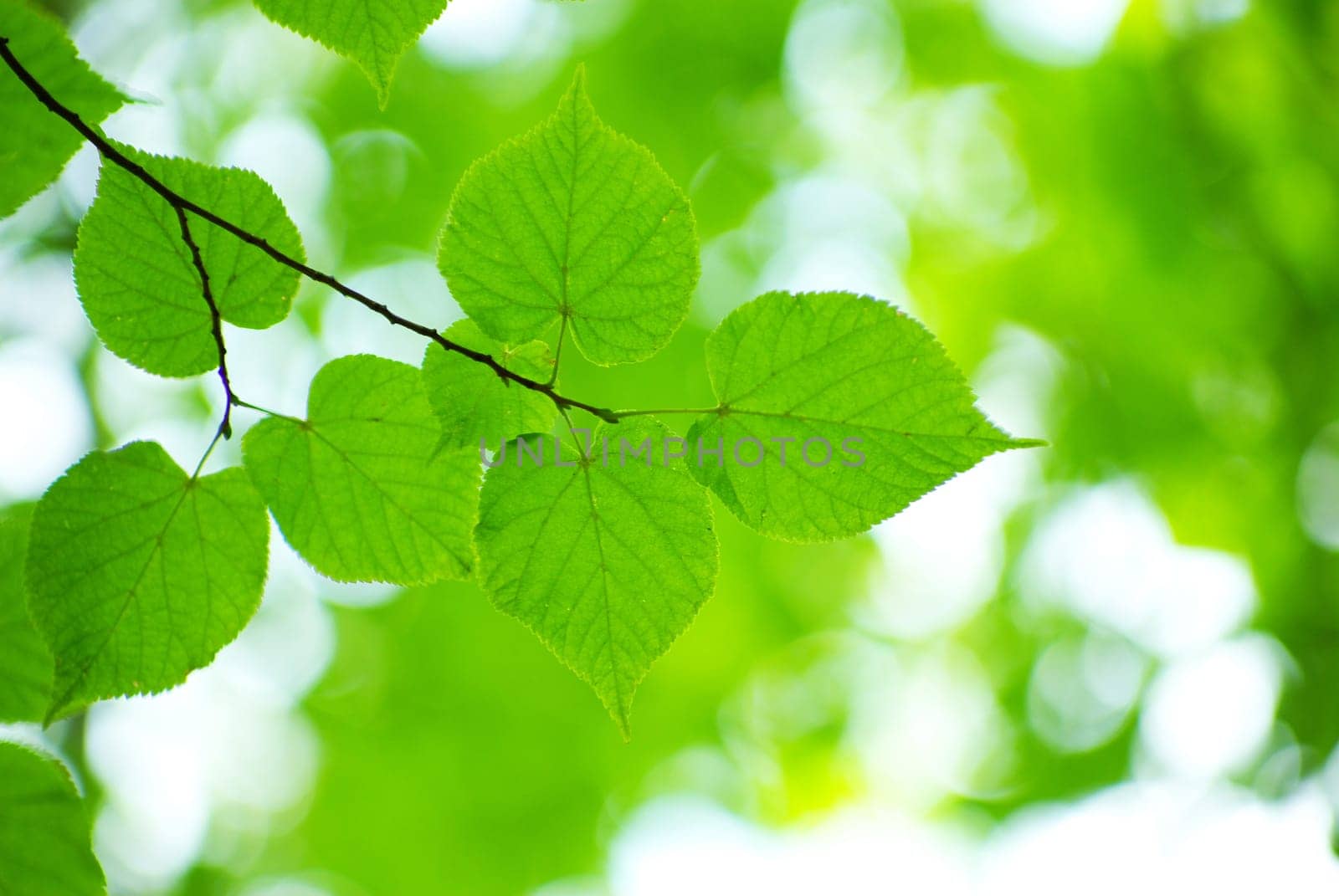 green leaves background in sunny day