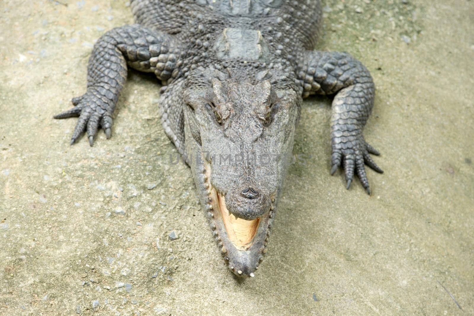 Close up of an Alligator