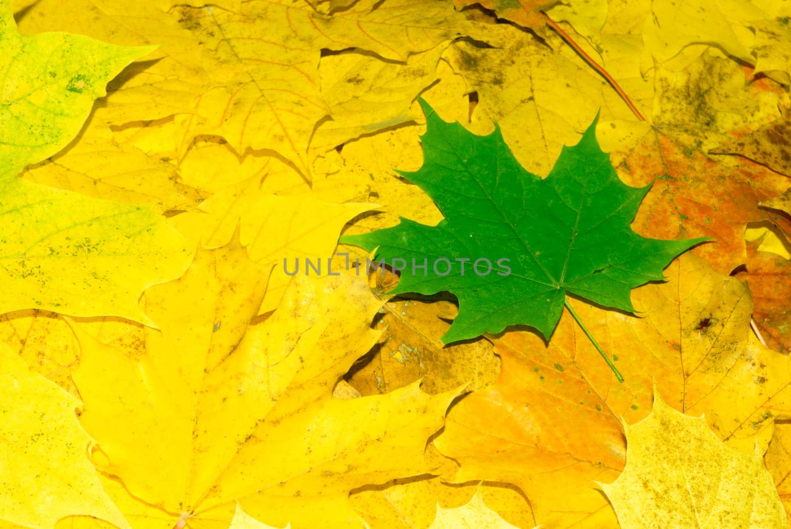 Green leaf on a background yellow