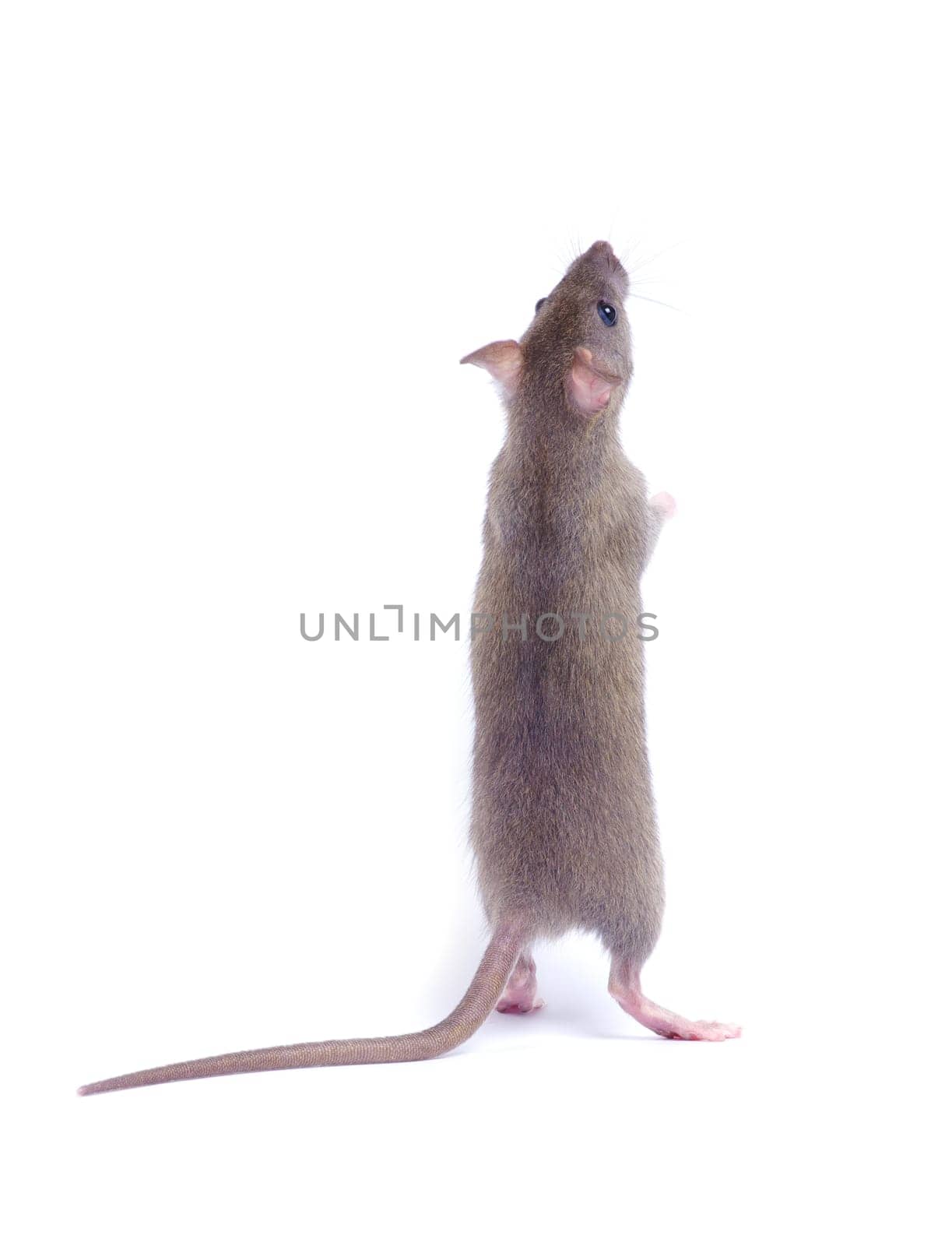 rat isolated on white background