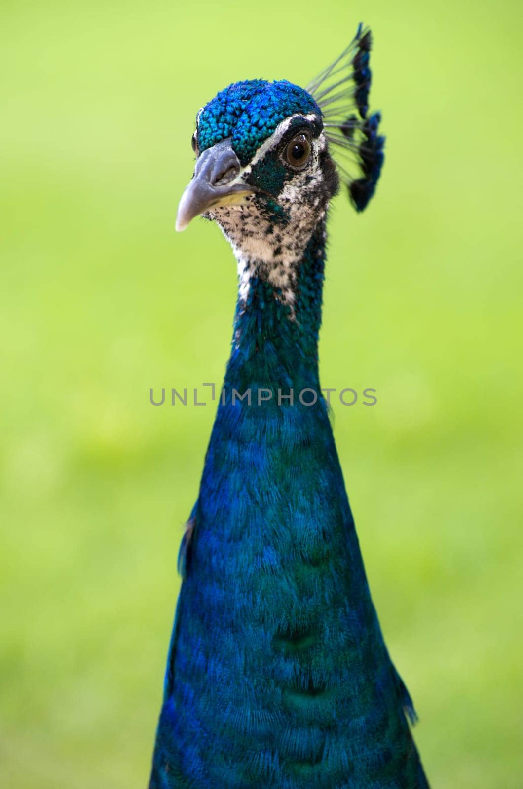 Peacock on a green background
