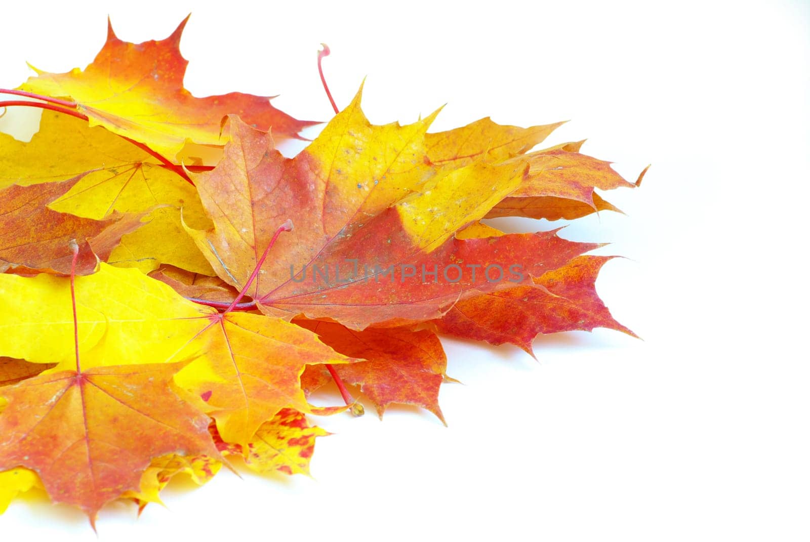 autumn maple leaves isolated on a white