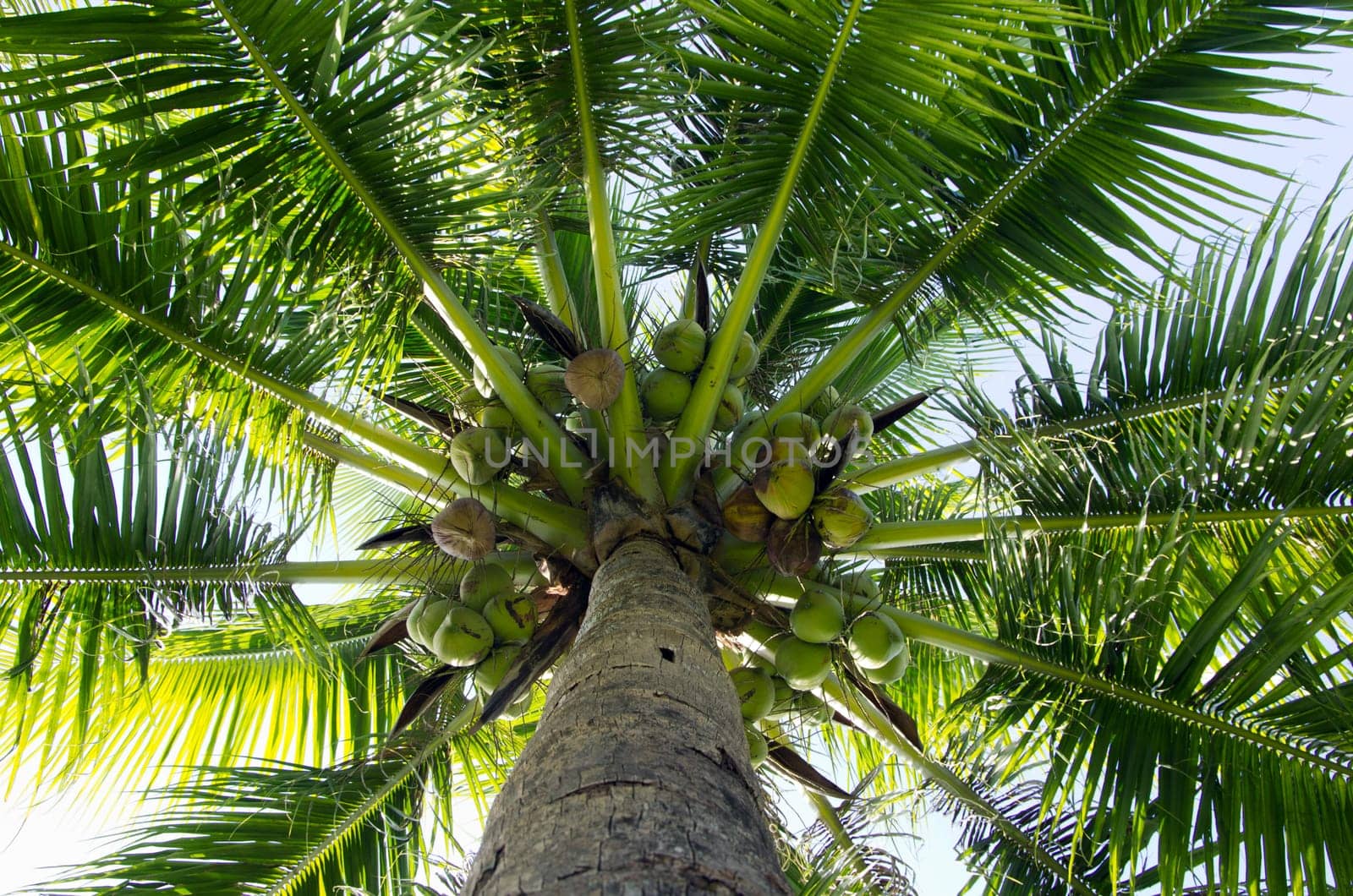 Green palm tree on blue sky background