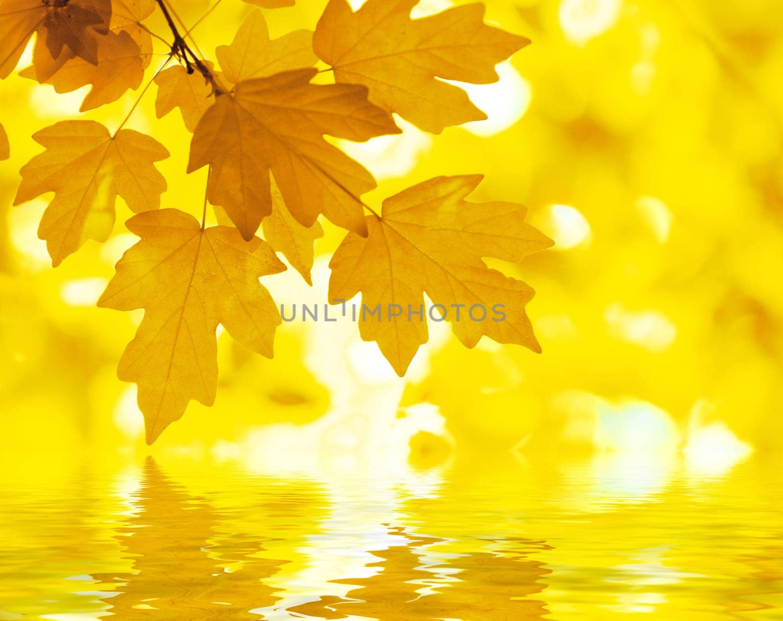Autumn Background