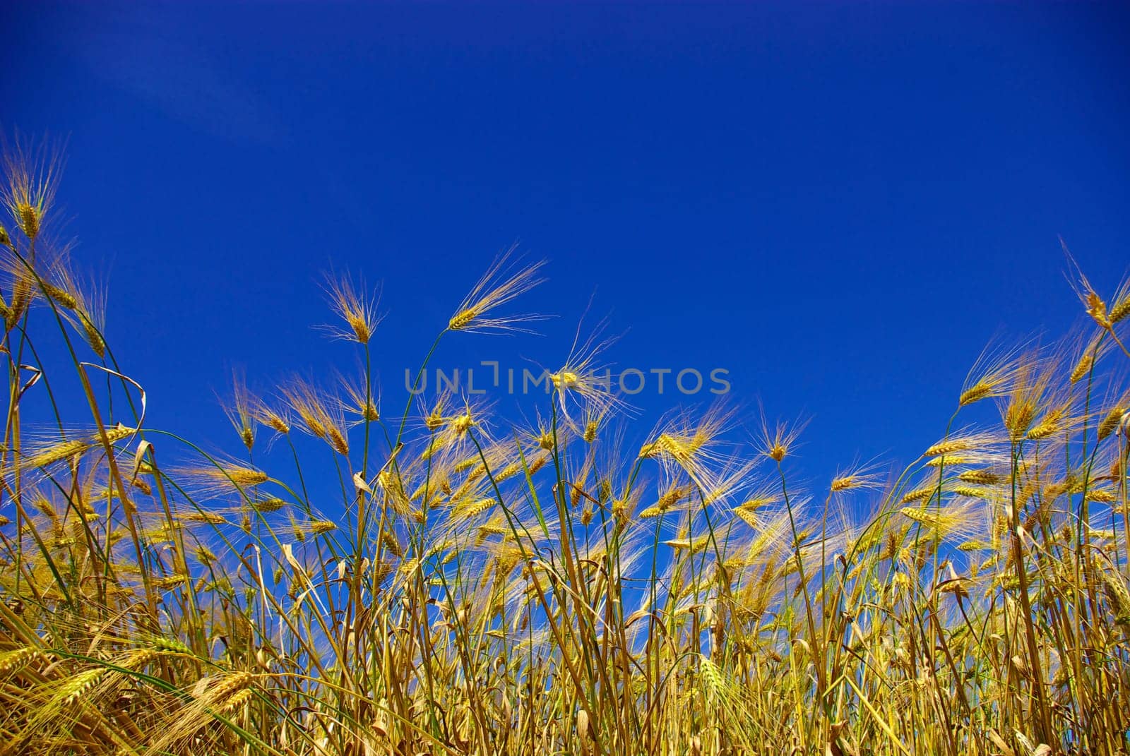 wheat ears against the blue  sky