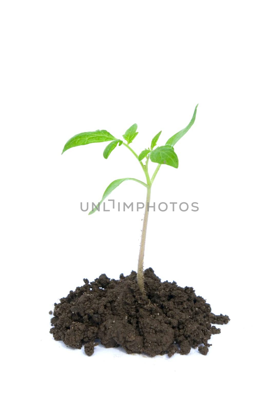 Little green plant on white background