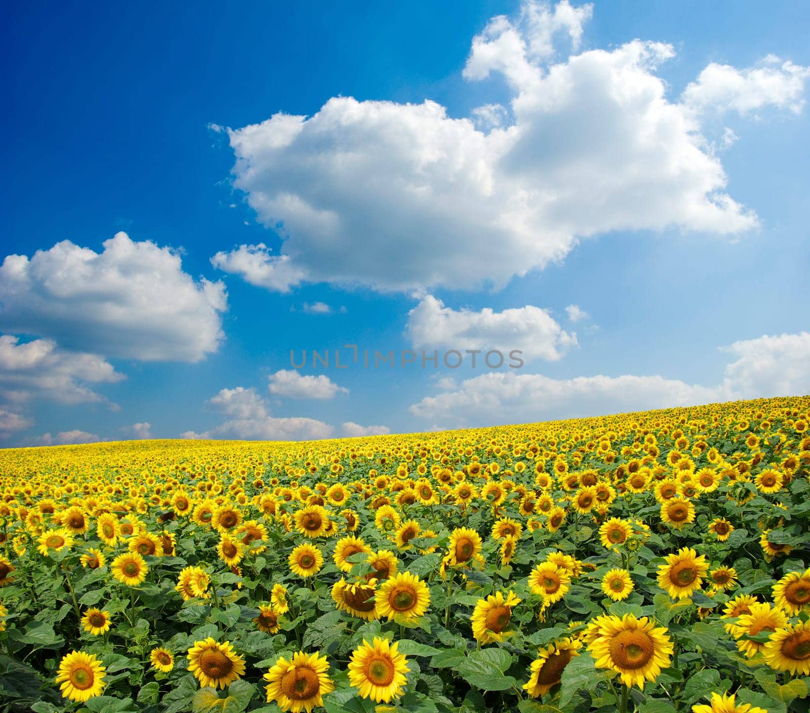 sunflower field over cloudy blue sky