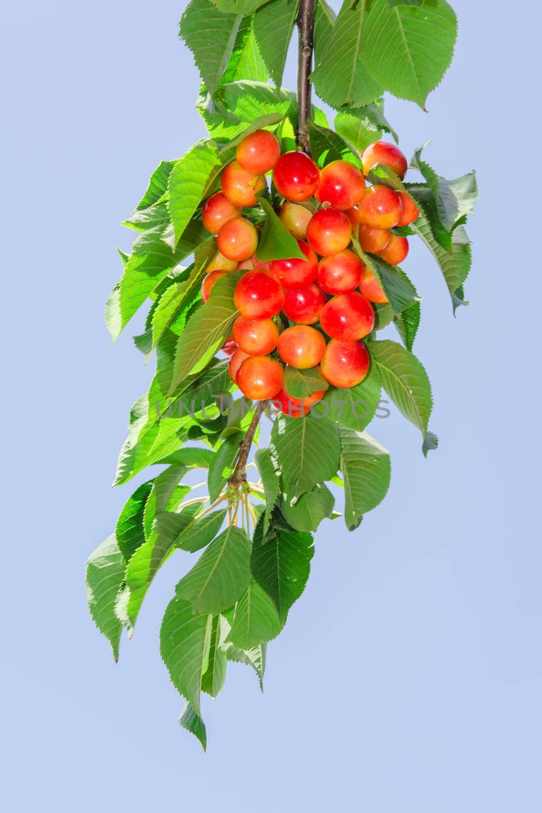 Long branch of white rainier cherry with ripe sweet juicy berries and sunlit foliage against clear blue sky