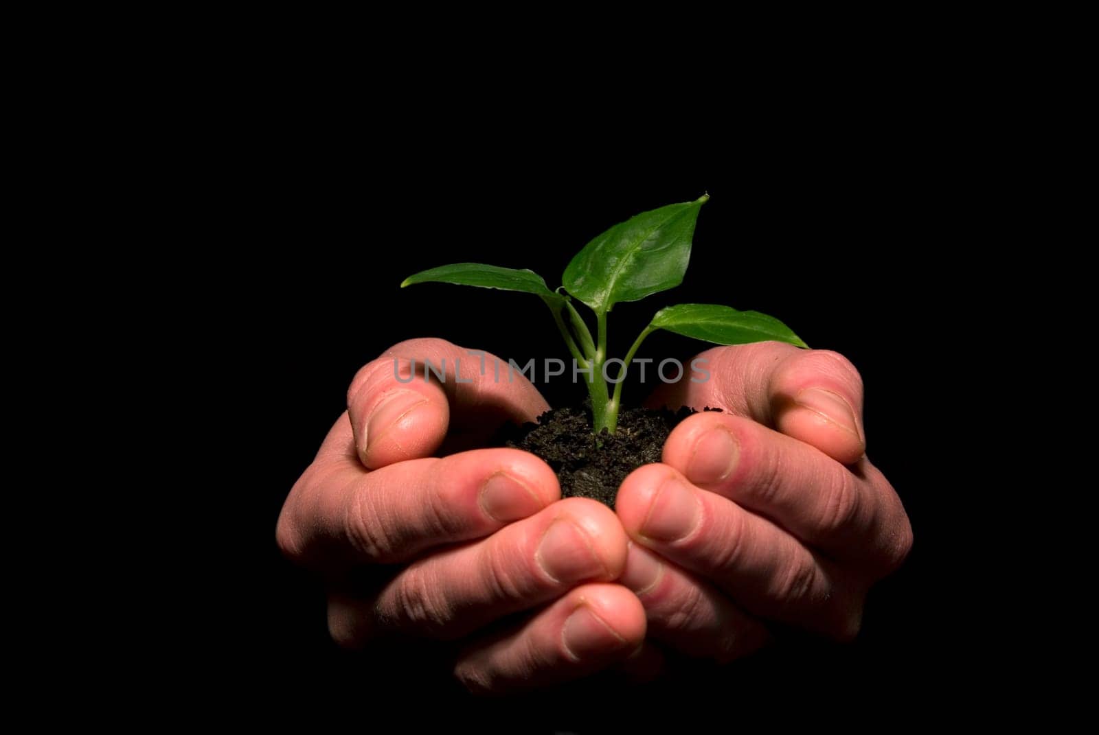 plant between hands on black