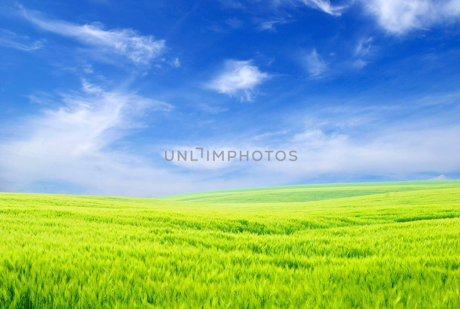 field on a background of the blue sky