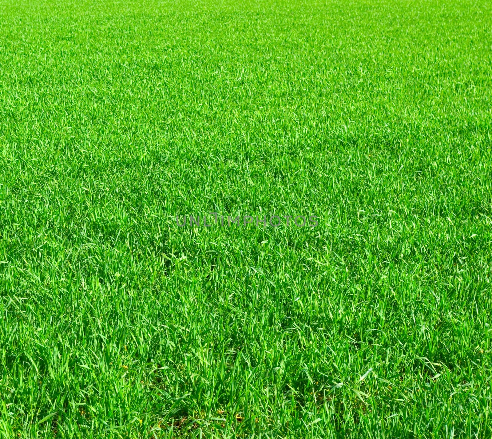 Beautiful green lawn freshly mowed