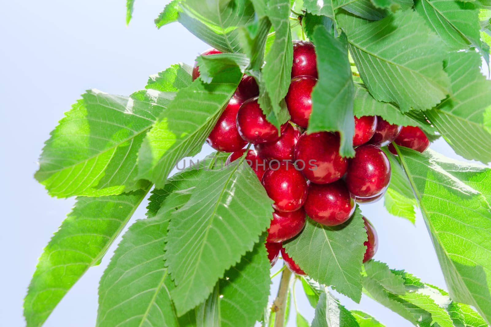 Branch of cherry tree against blue sky with foliage and dark red ripe berries