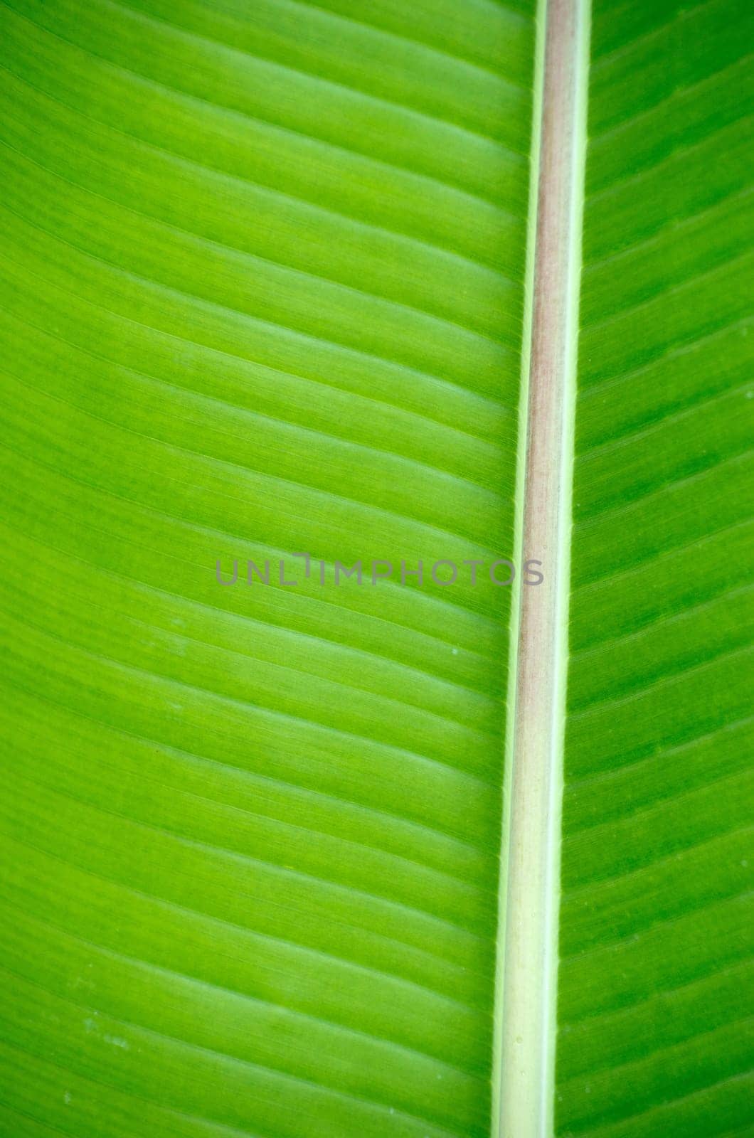 green leaf texture close up