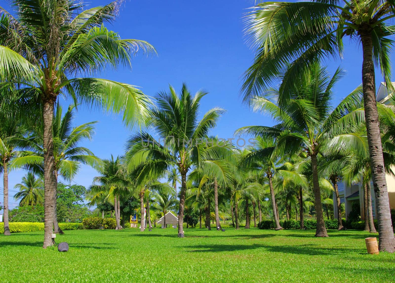Green palm tree on blue sky background