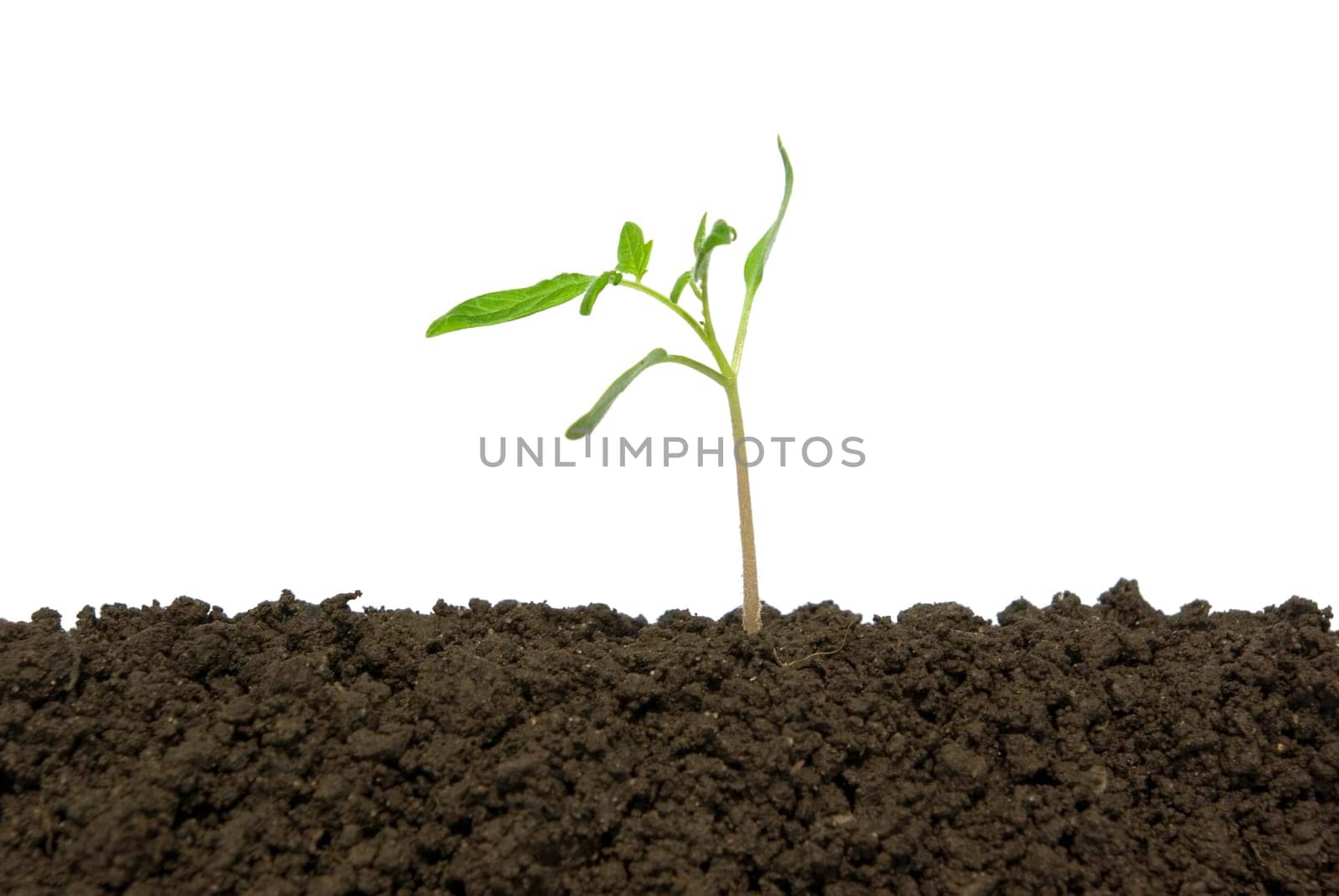 Little green plant on white background