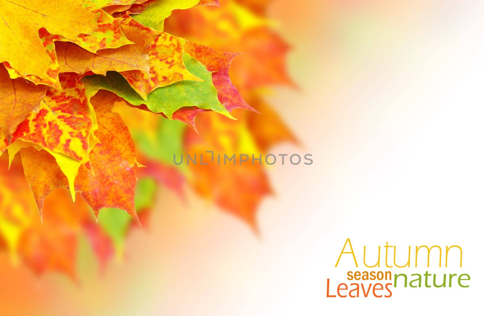autumn leaves