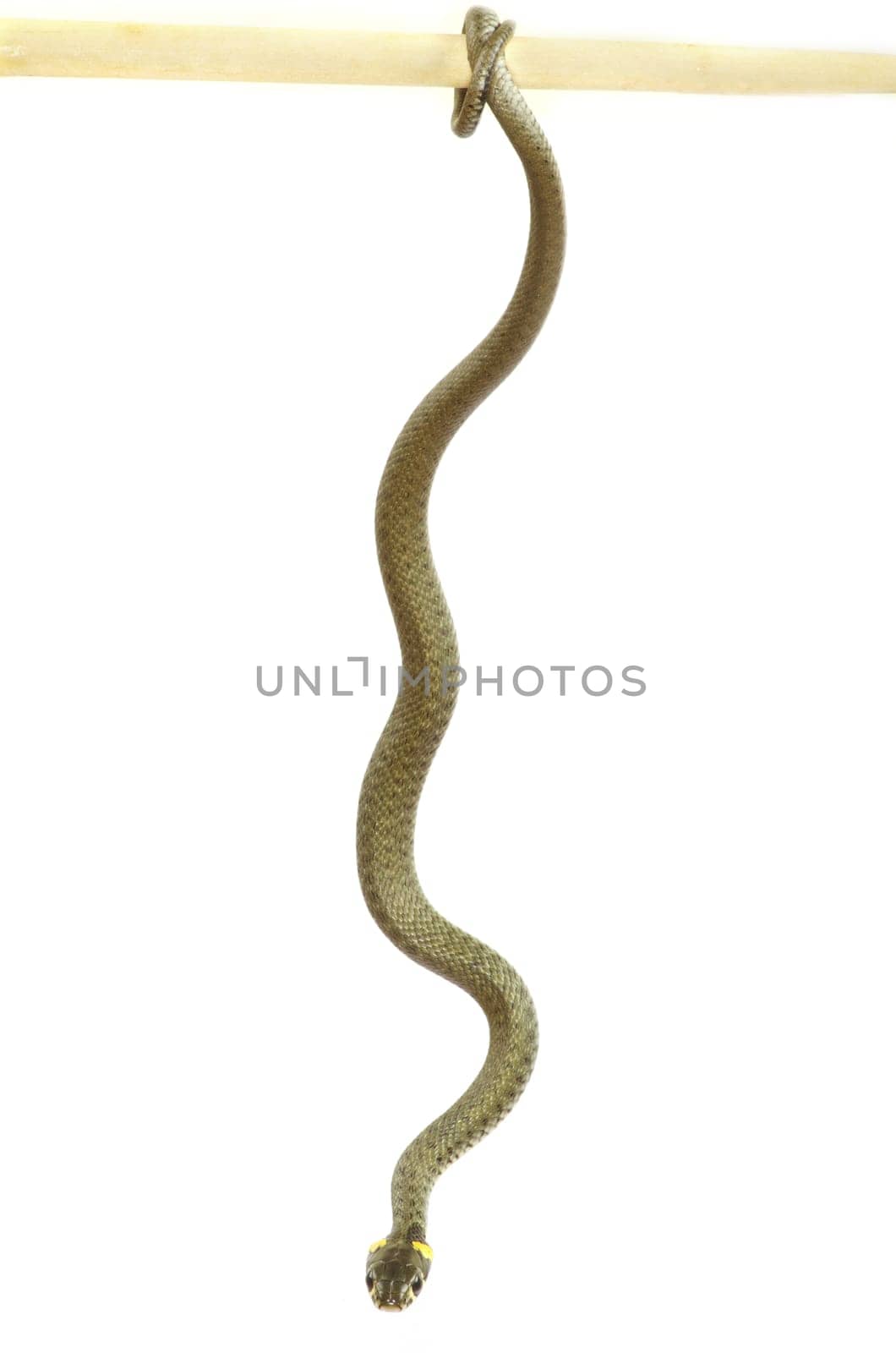 snake isolated on white background
