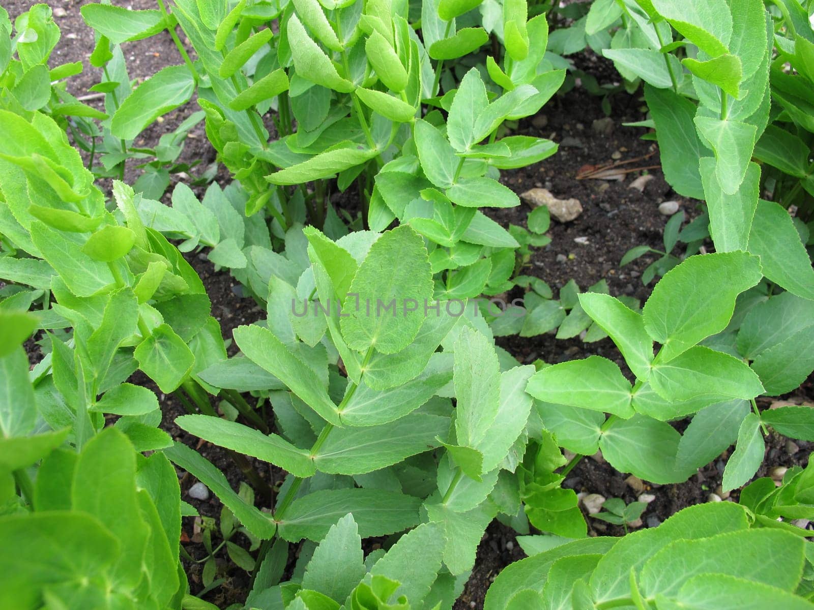 Sugar root in the vegetable garden