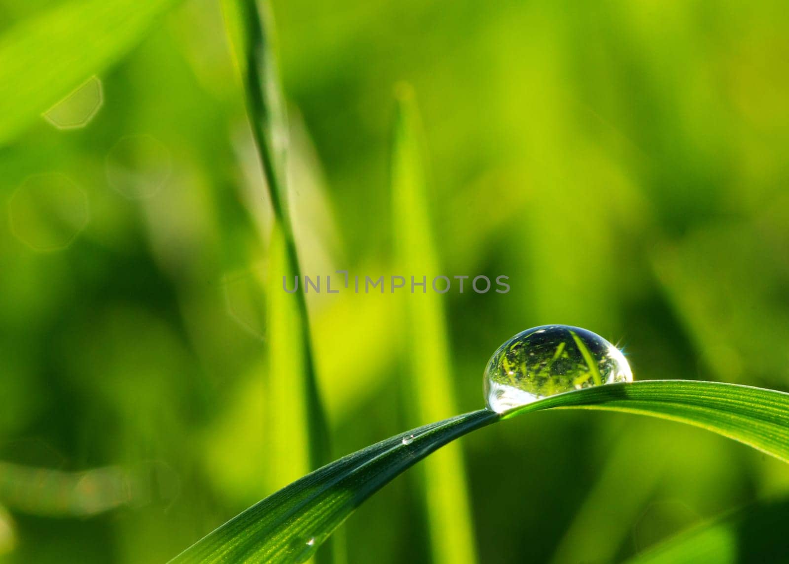 Dew drop on a blade of grass