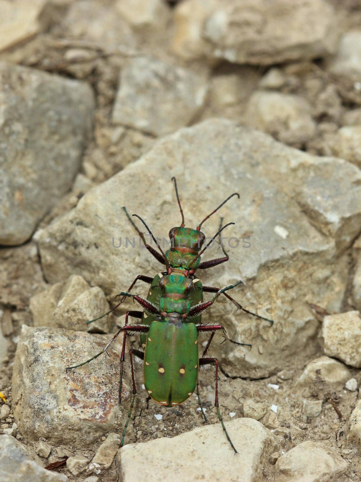 Field sand runner ( Cicindela campestris) at the mating