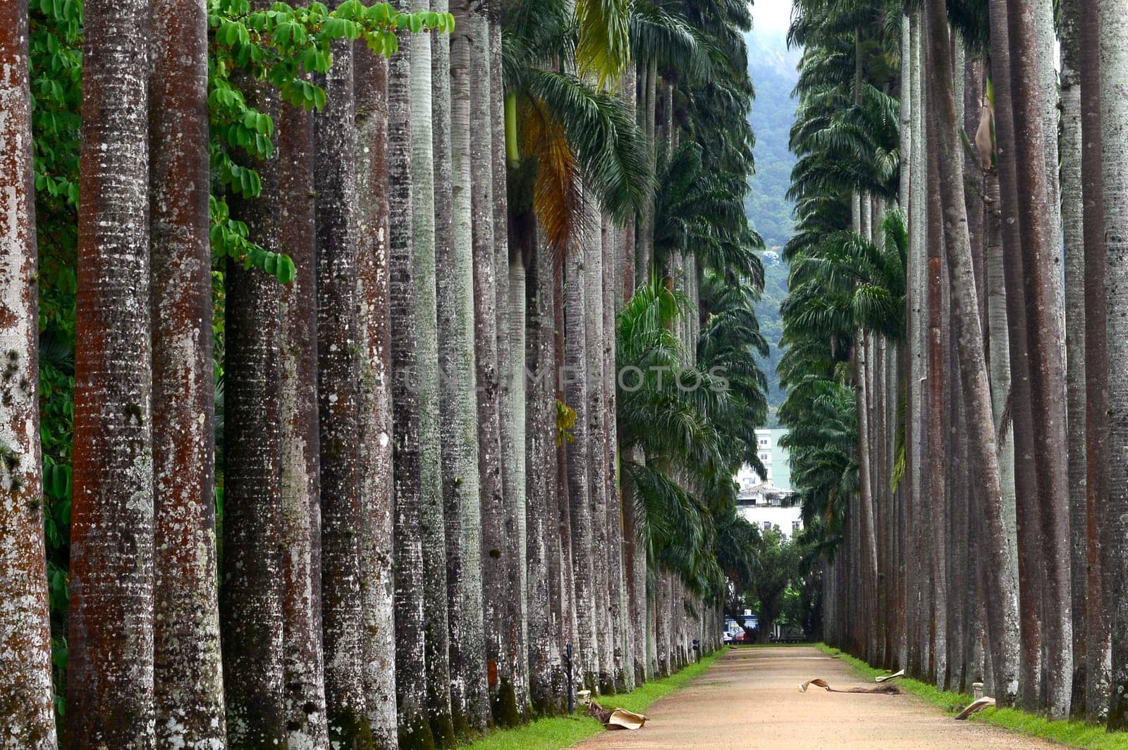 The Palm alley in The Botanical Garden in Rio de Janeiro, Brazil