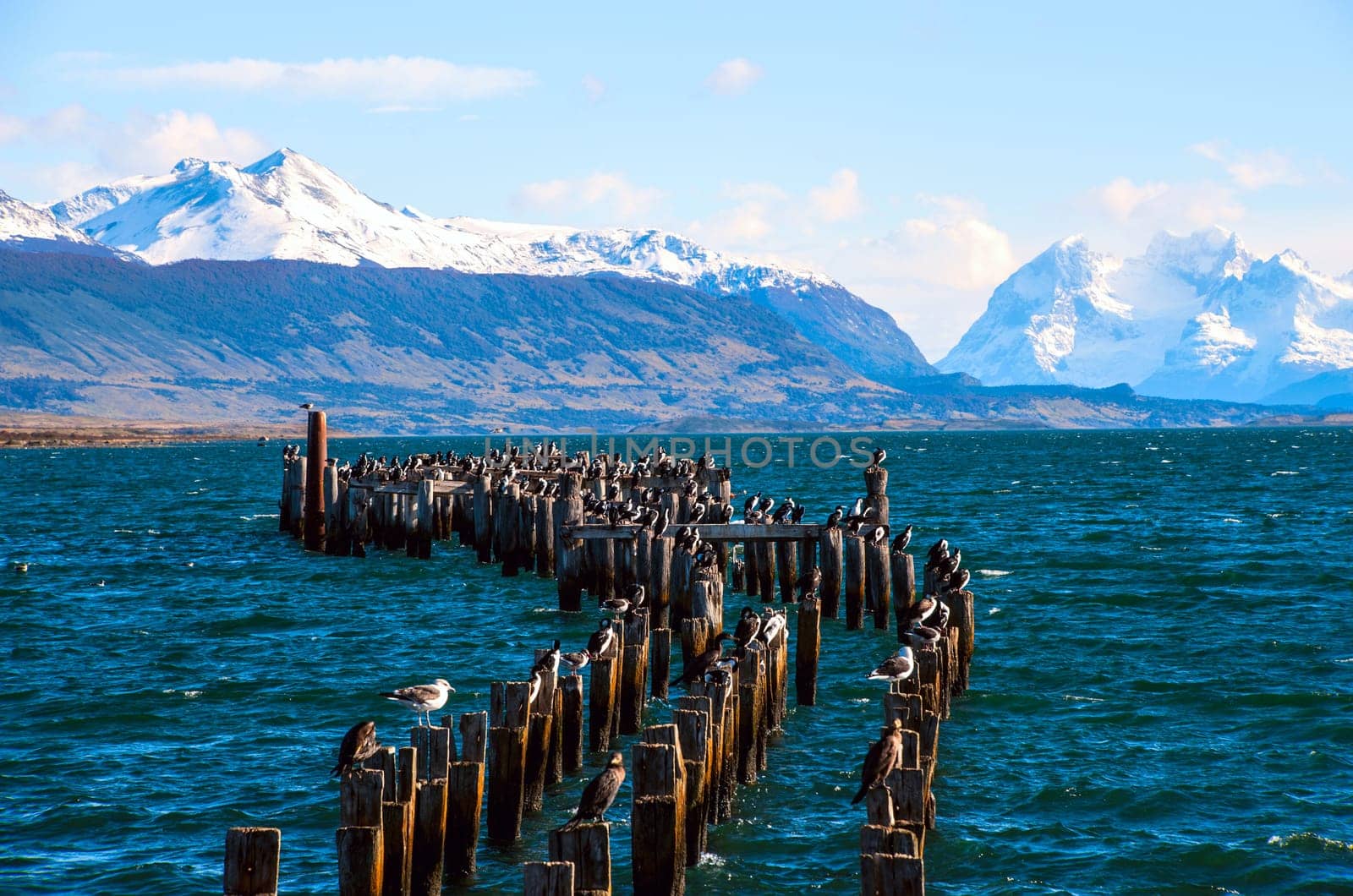 King Cormorant colony, Old Dock, Puerto Natales, Chile
