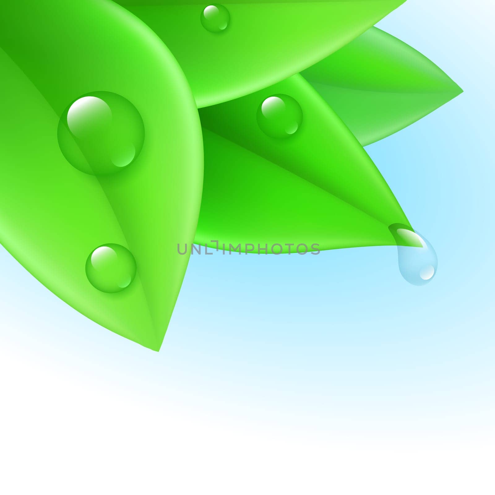 Pure transparent water drops on green leaves