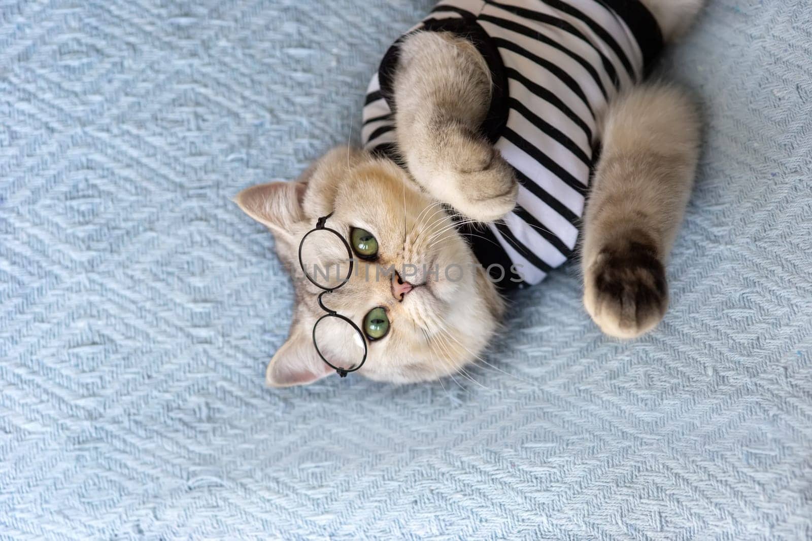 Funny white british cat with glasses and a striped t-shirt on a blue blanket, top view. Copy space