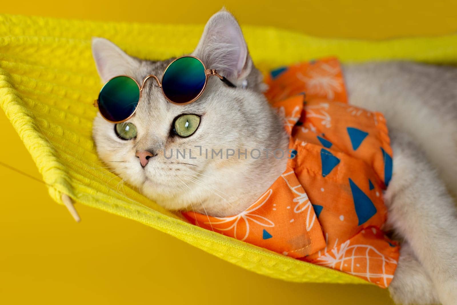 A white cat in sunglasses on its forehead and an orange shirt lies on a hammock made of yellow fabric, isolated on a yellow background. Close up.
