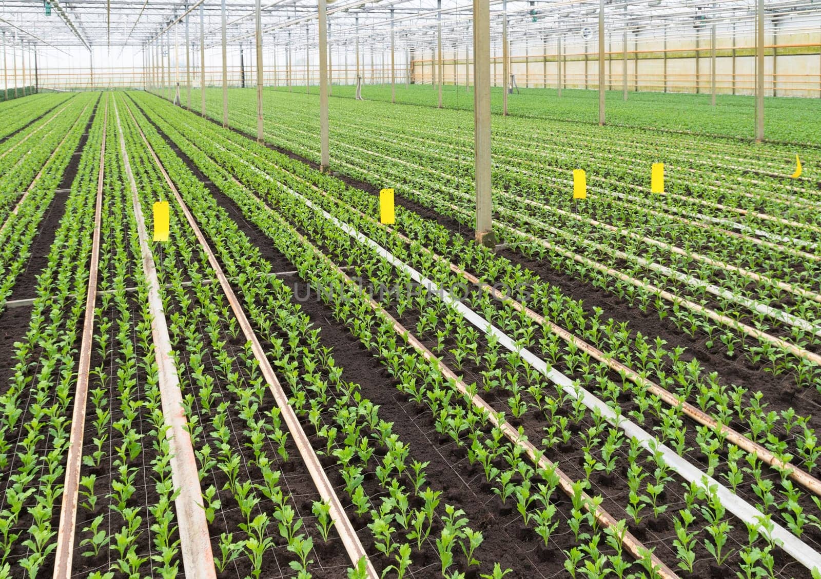 cultivation of young plants in a greenhouse