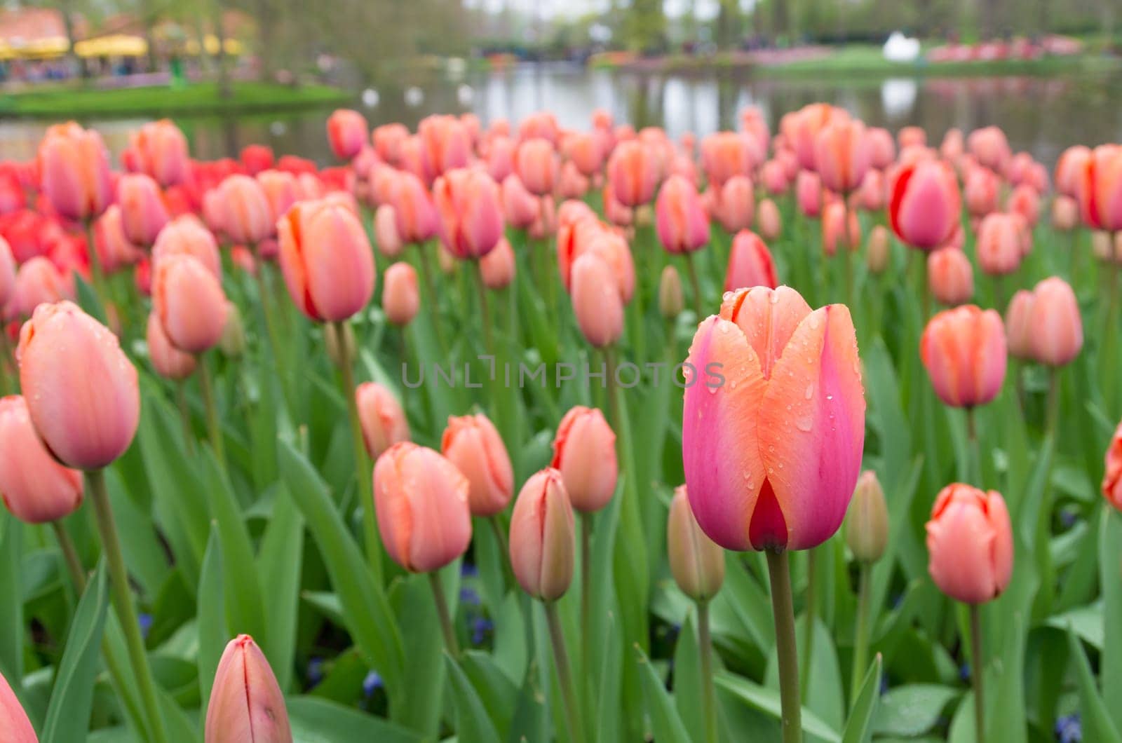 field of blooming pink tulips