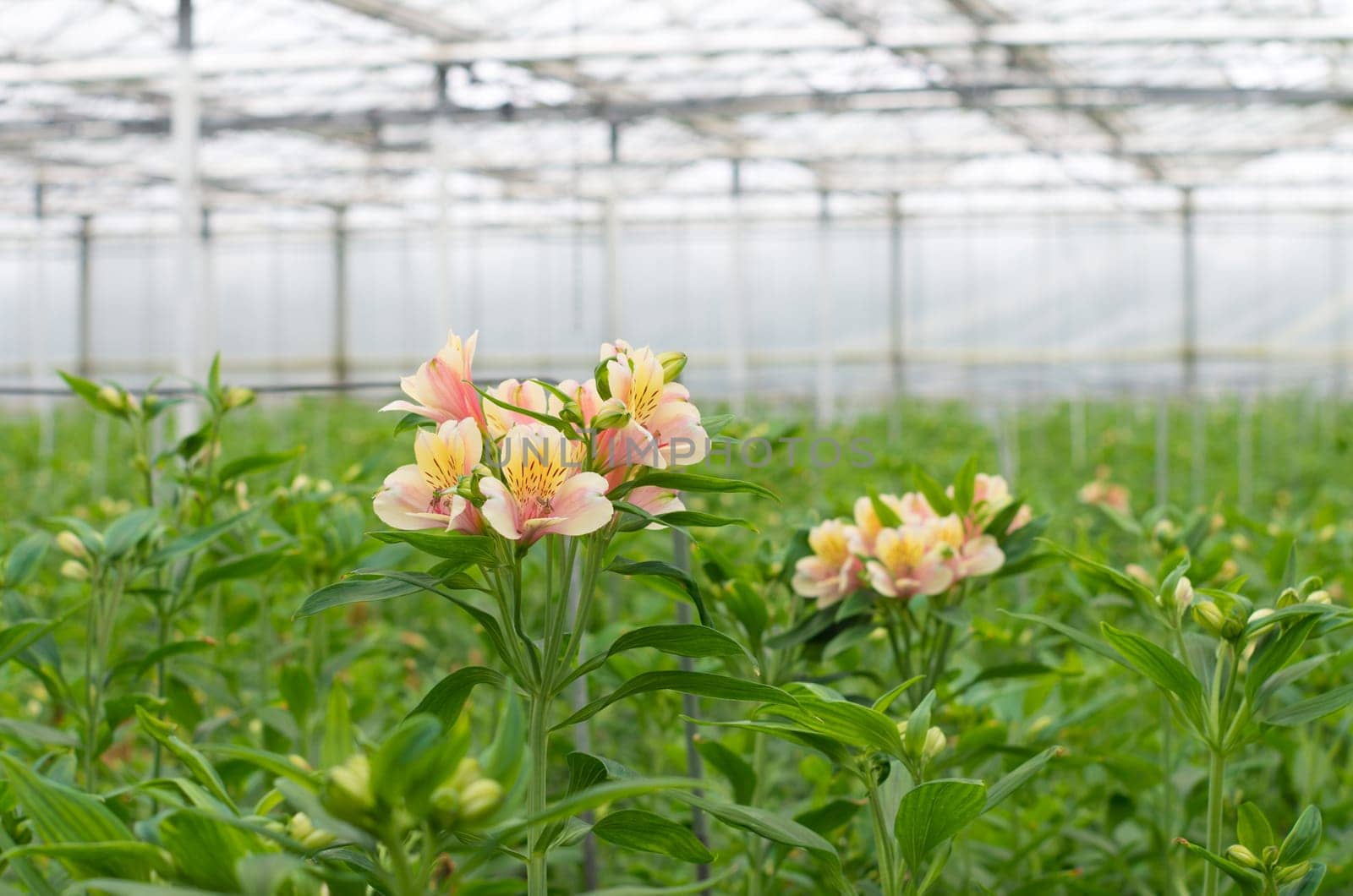 blooming flowers in a commercial greenhouse