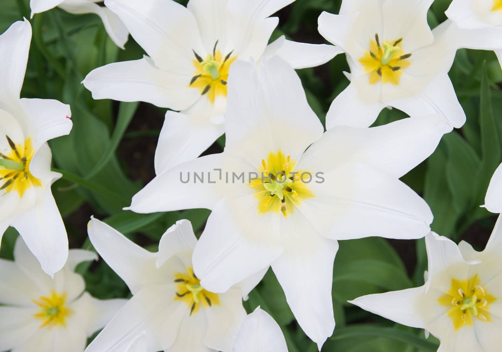 close-up of blooming white tulips