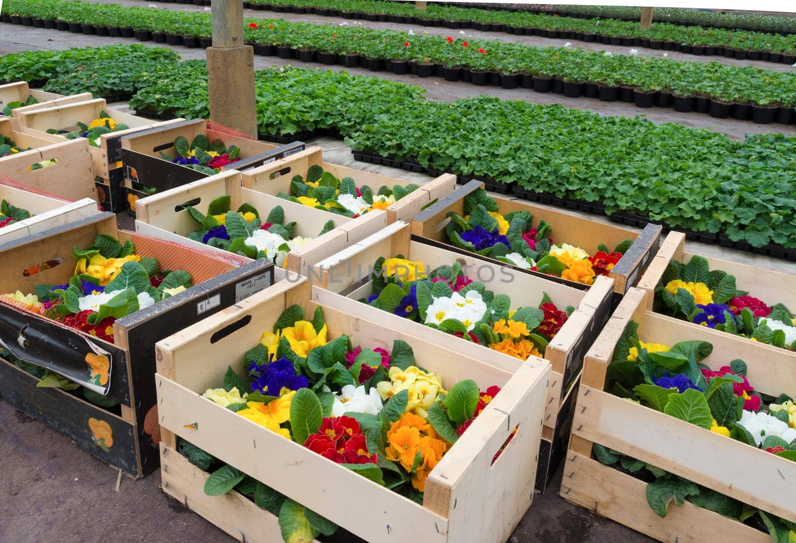 crates with primula flowers in a greenhouse ready for sale