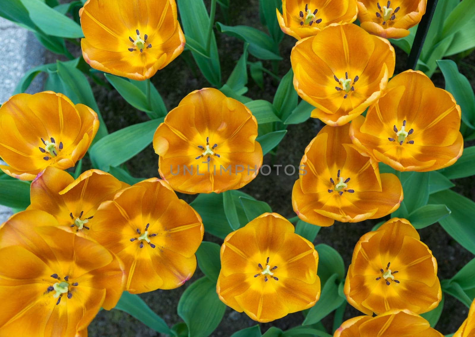 bird view of some golden tulips