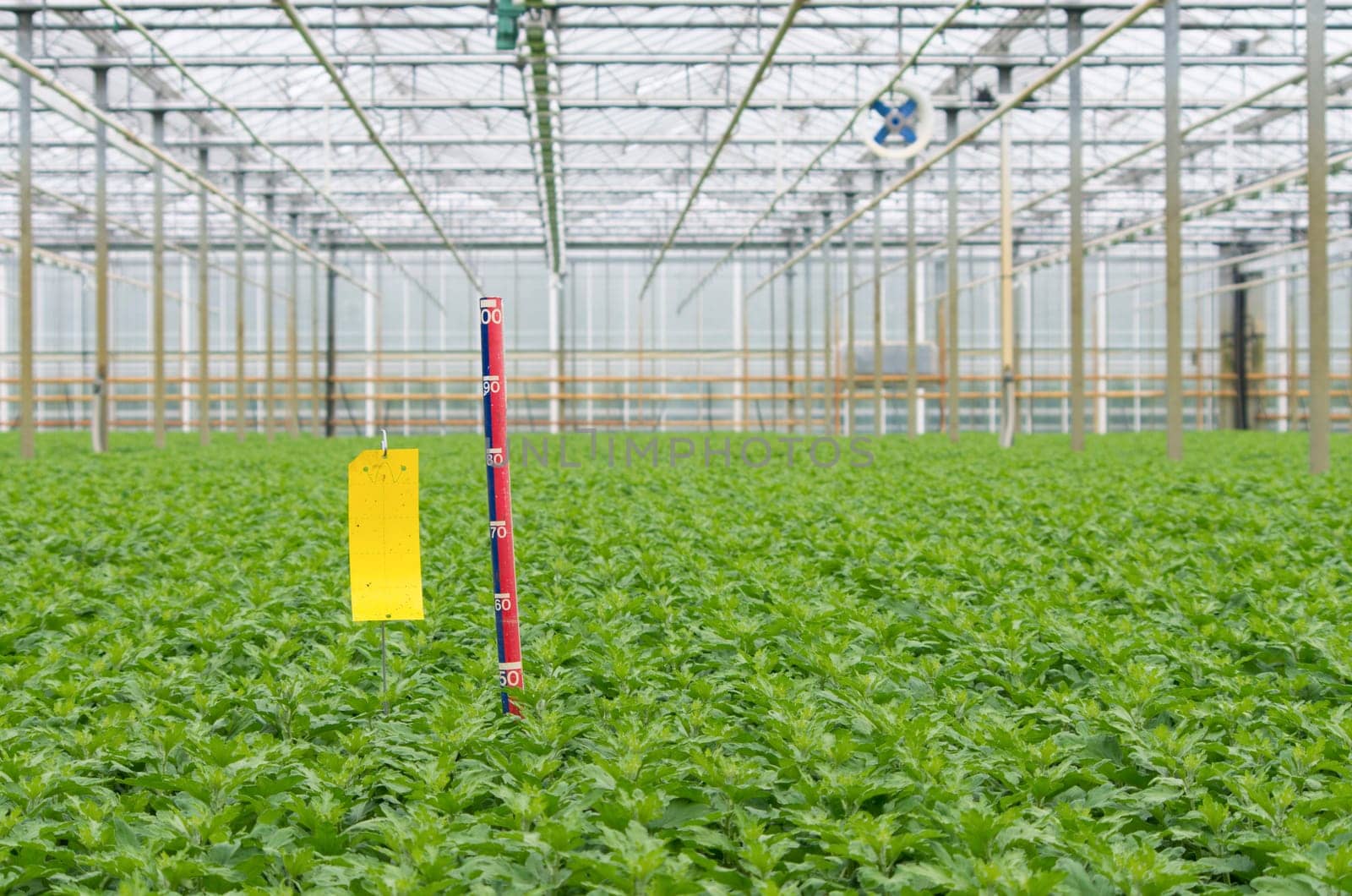 ruler between flower plants in a commercial greenhouse