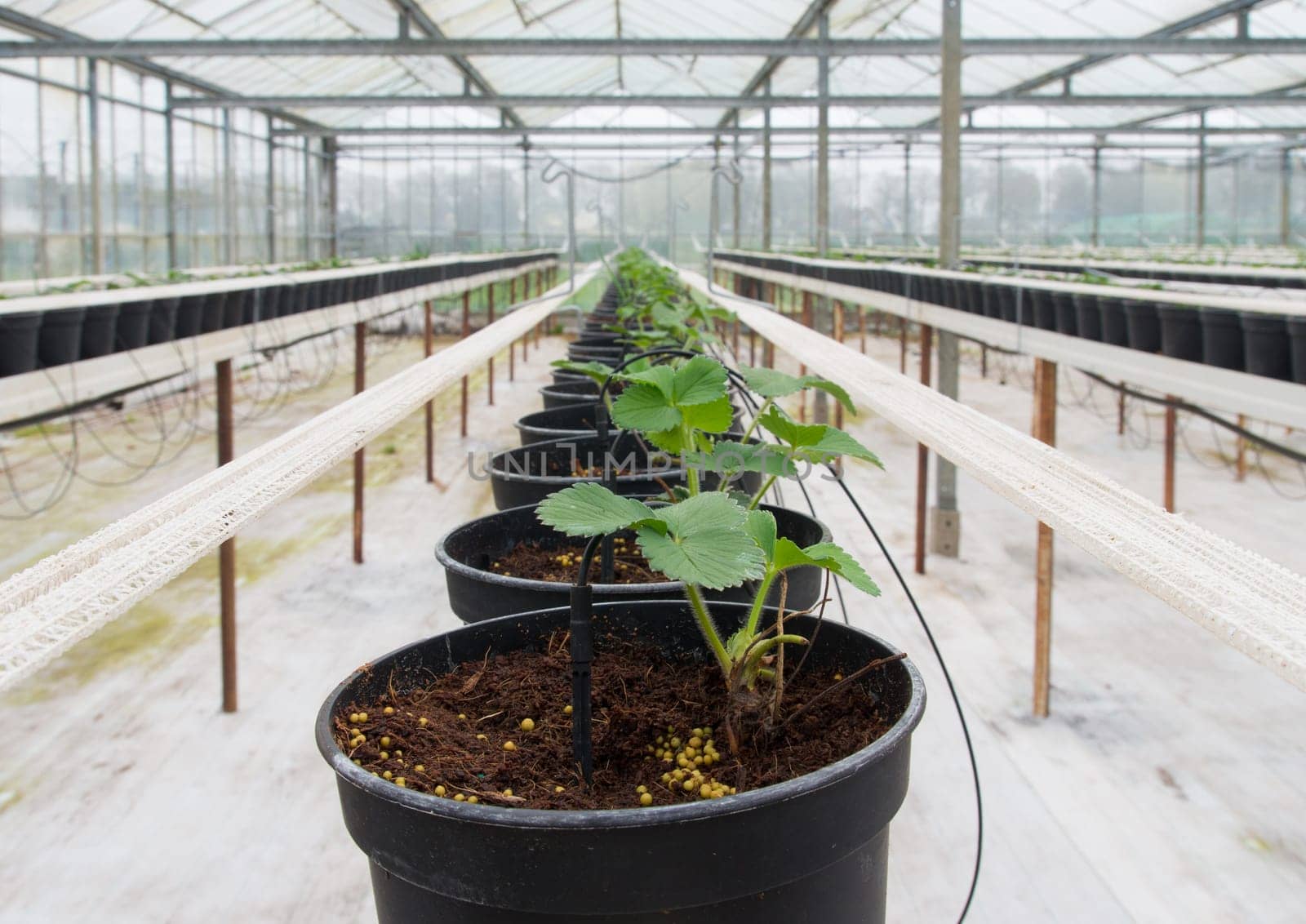 row of young plants in planters inside a greenhouse