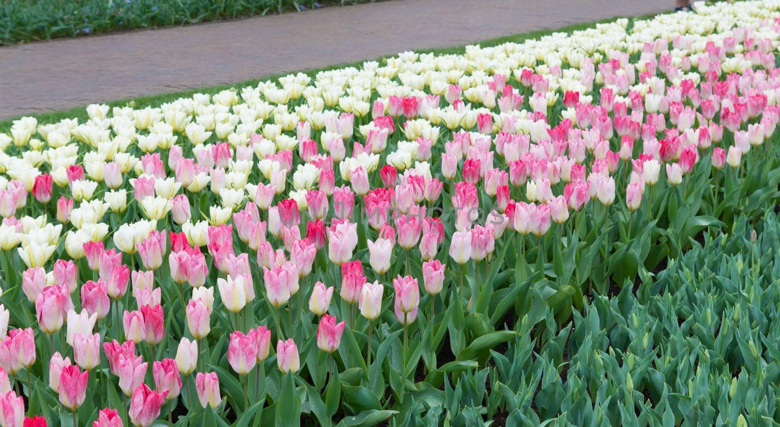 white and pink tulips in a row