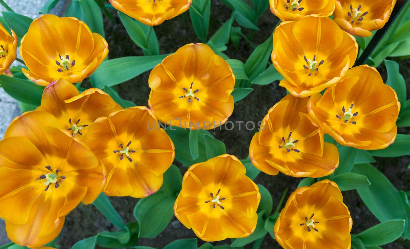 bird view of some golden tulips