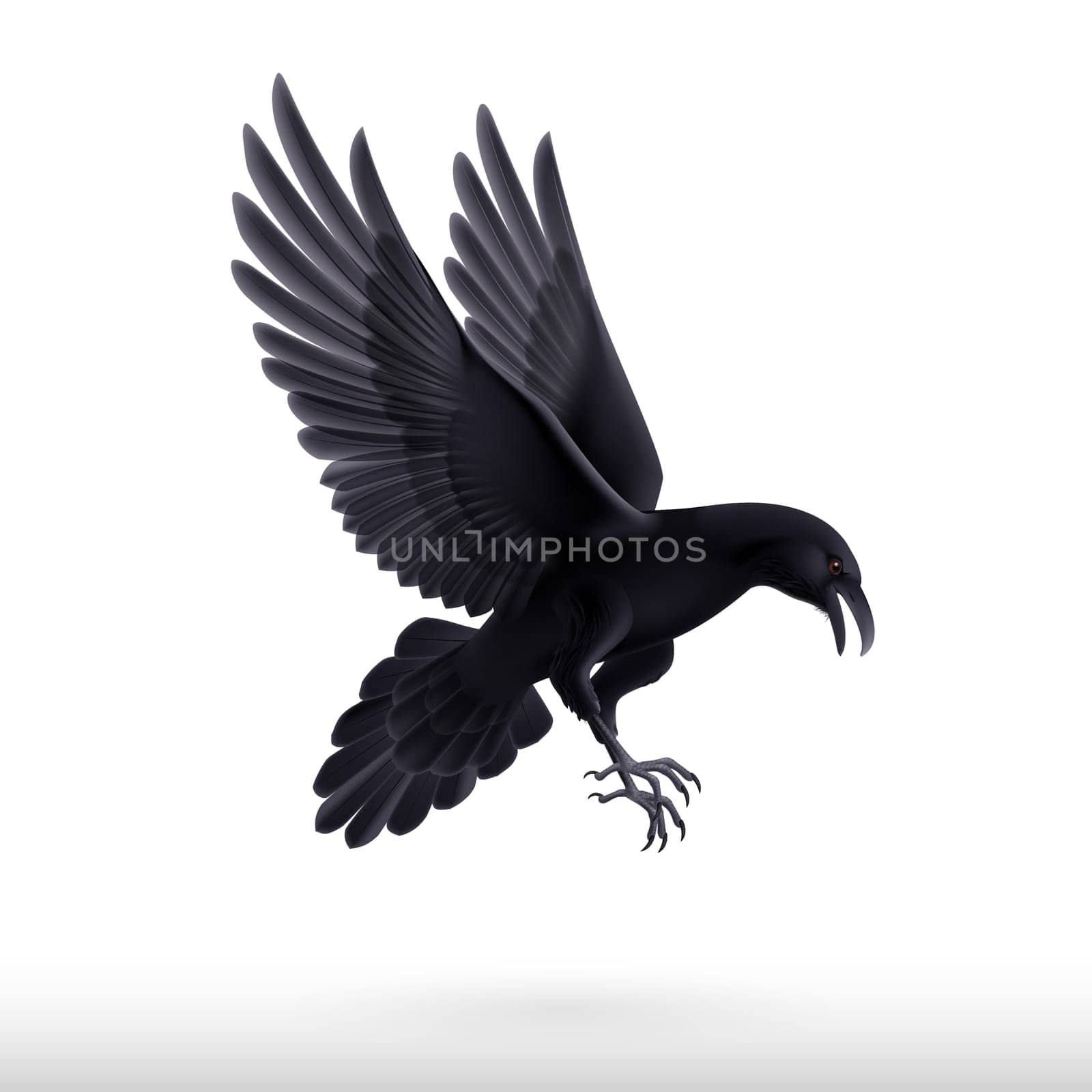 Illustration of flying black raven isolated on white background