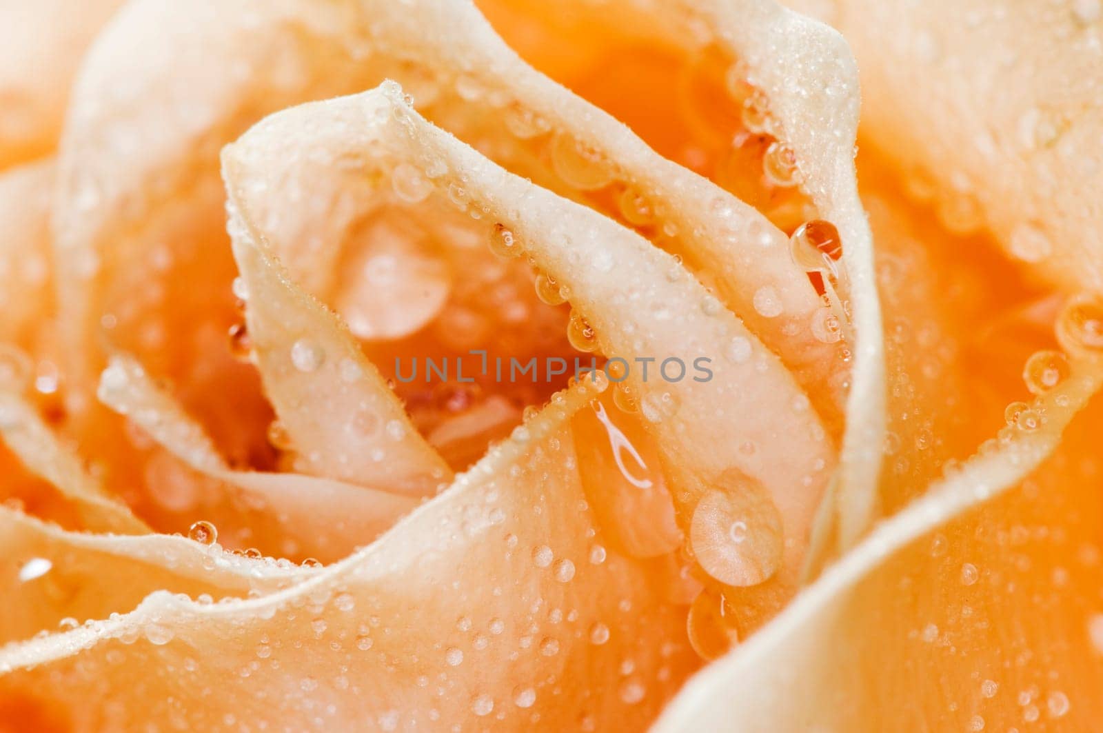 Macro view of orange rose petals with water drops