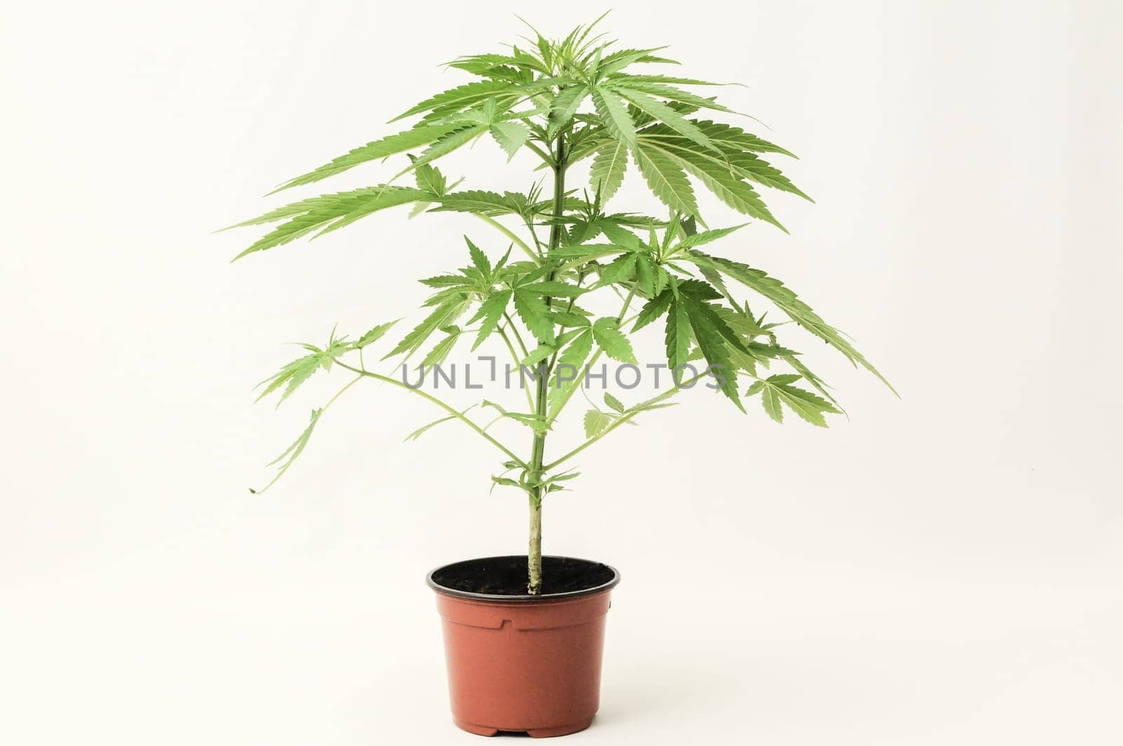 Young Green Leaf Cannabis Indica Plant Marijuana