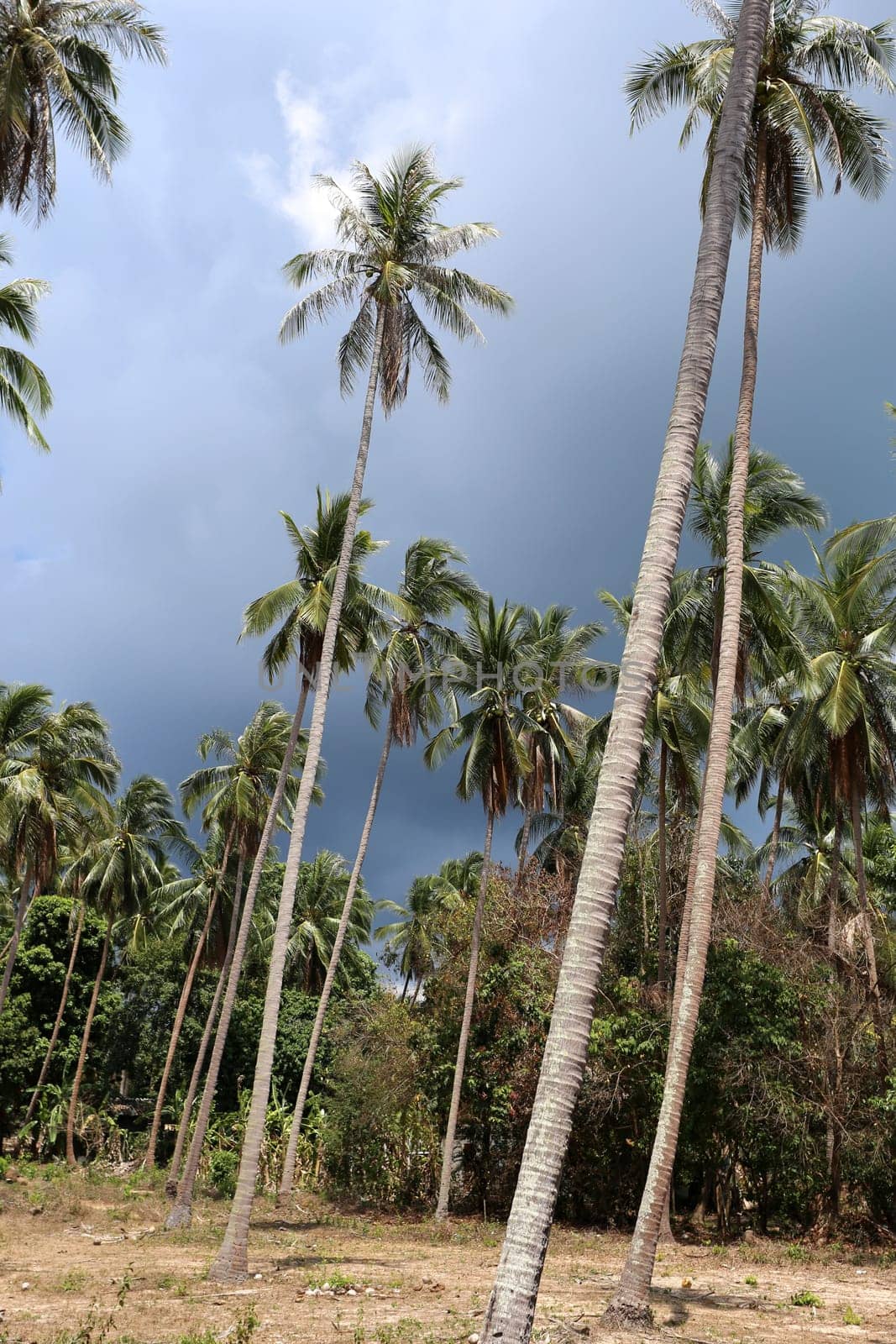Tropical landscape on the island of Koh Samui in Thailand