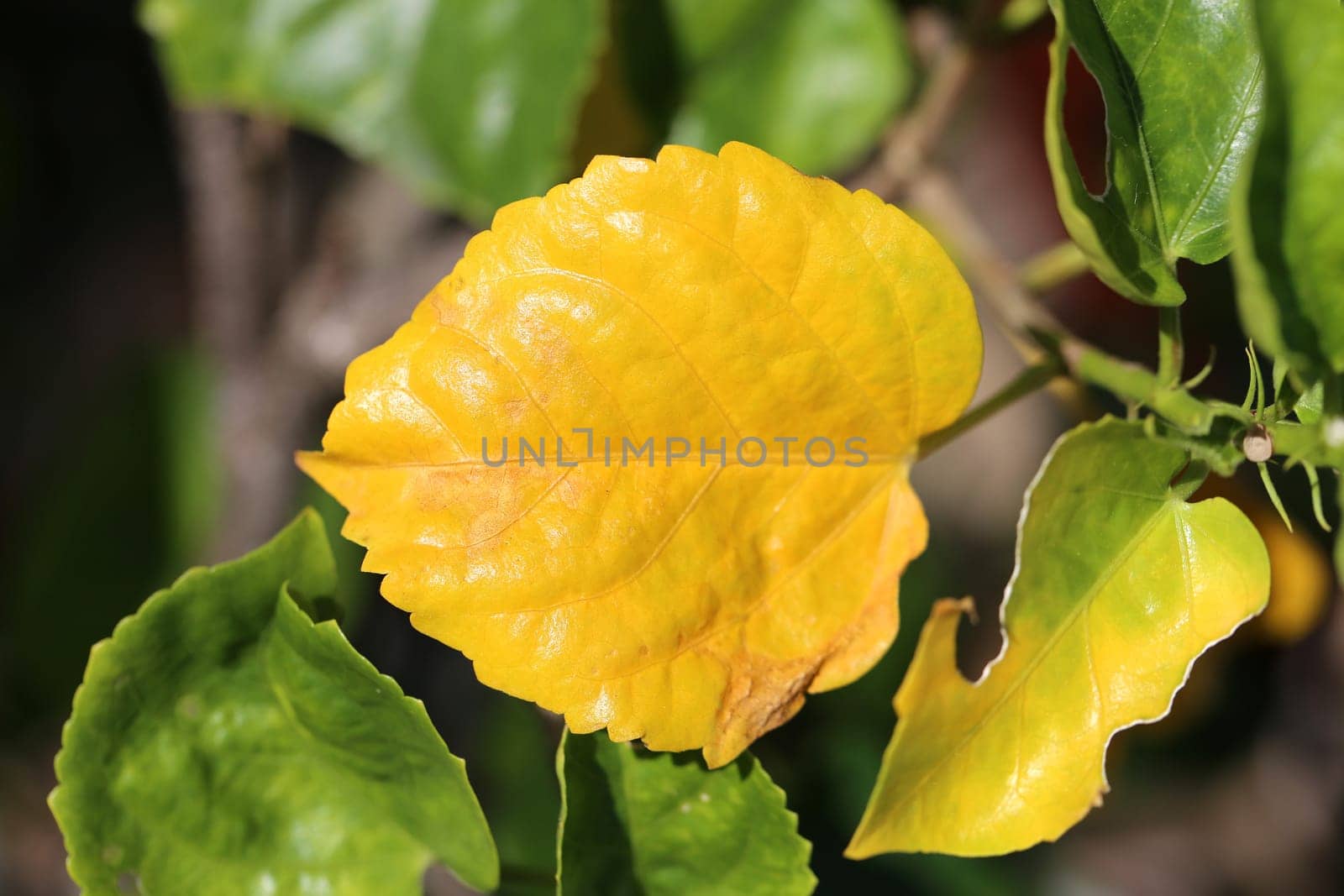 yellow leaf