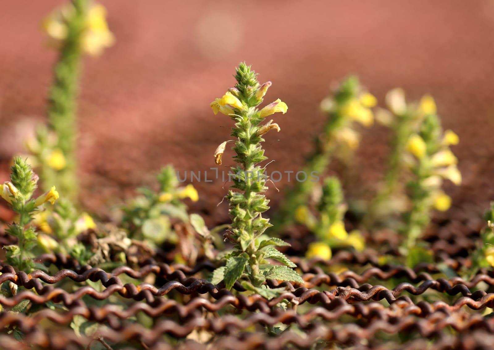 Beautiful yellow flowers photographed a close up