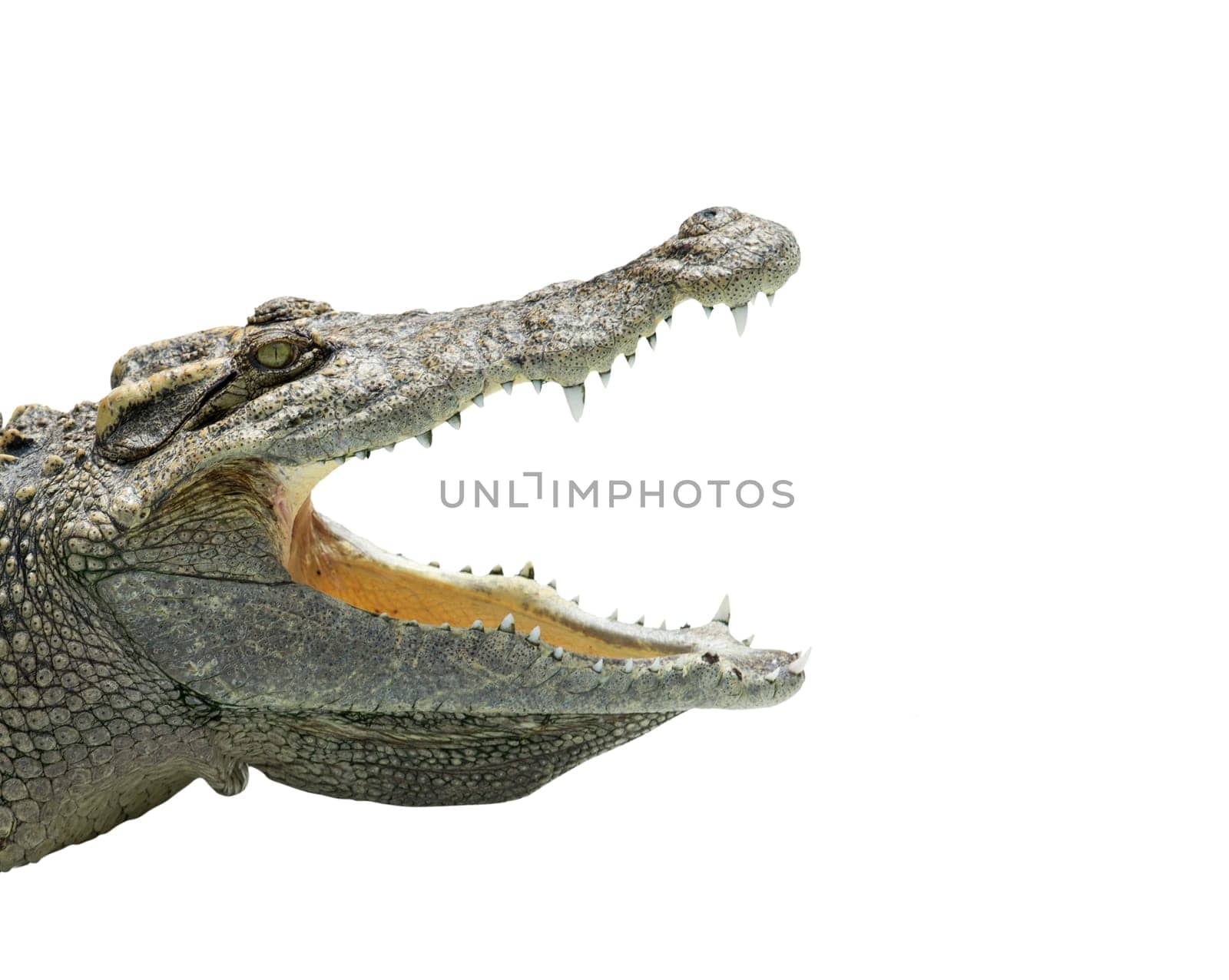 Close up of an Alligator